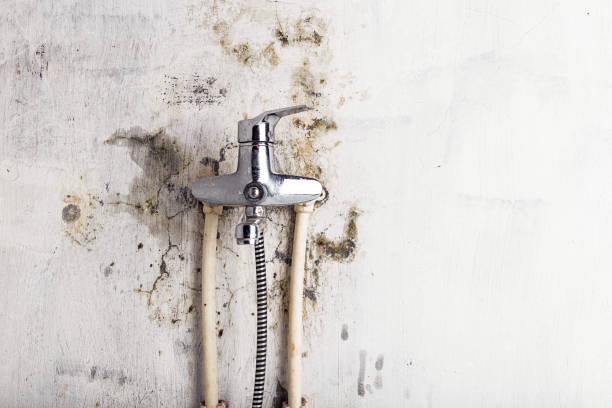 Best Local Mold Removal Service  in Andalusia, IL