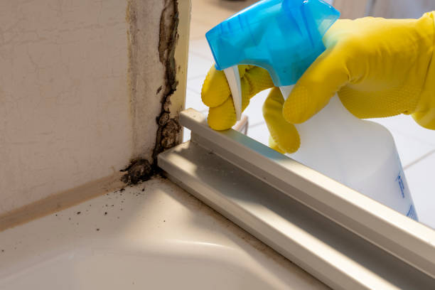 Best Mold Inspection  in Andalusia, IL