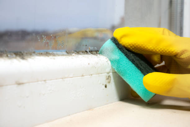 Best Mold Removal Near Me  in Andalusia, IL